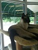 All Kreatures: East Tennessee's Premier Indoor Pet Care Complex